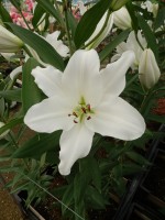 [5345 Okayama 18 ST No02.JPG]